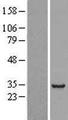 RBM13 / MAK16 Protein - Western validation with an anti-DDK antibody * L: Control HEK293 lysate R: Over-expression lysate