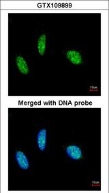 RBM15 Antibody - Immunofluorescence of paraformaldehyde-fixed HeLa using RBM15 antibody at 1:200 dilution.