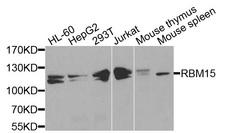RBM15 Antibody - Western blot analysis of extracts of various cells.