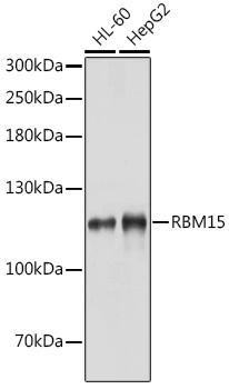 RBM15 Antibody - Western blot analysis of extracts of various cell lines using RBM15 Polyclonal Antibody at dilution of 1:1000.