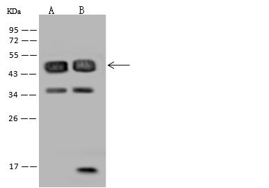 RBM17 Antibody - Anti-RBM17 rabbit polyclonal antibody at 1:500 dilution. Lane A: U-251 MG Whole Cell Lysate. Lane B: Raji Whole Cell Lysate. Lysates/proteins at 30 ug per lane. Secondary: Goat Anti-Rabbit IgG (H+L)/HRP at 1/10000 dilution. Developed using the ECL technique. Performed under reducing conditions. Predicted band size: 45 kDa. Observed band size: 45 kDa.