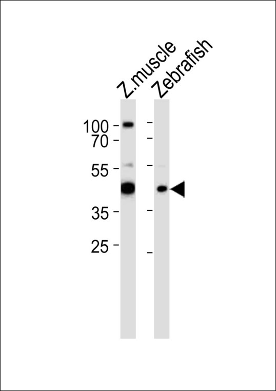 RBM22 Antibody - Western blot of lysates from zebra fish muscle, Zebrafish tissue lysate (from left to right), using RBM22 Antibody. Antibody was diluted at 1:1000 at each lane. A goat anti-rabbit IgG H&L (HRP) at 1:10000 dilution was used as the secondary antibody. Lysates at 35ug per lane.