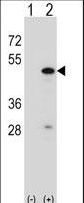 RBM22 Antibody - Western blot of RBM22 (arrow) using rabbit polyclonal RBM22 Antibody. 293 cell lysates (2 ug/lane) either nontransfected (Lane 1) or transiently transfected (Lane 2) with the RBM22 gene.