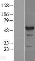 RBM22 Protein - Western validation with an anti-DDK antibody * L: Control HEK293 lysate R: Over-expression lysate