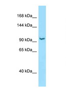 RBM25 / SNU71 Antibody - RBM25 antibody Western blot of Mouse Liver lysate. Antibody concentration 1 ug/ml.  This image was taken for the unconjugated form of this product. Other forms have not been tested.