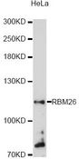 RBM26 / SE70 Antibody - Western blot analysis of extracts of HeLa cells, using RBM26 antibody at 1:3000 dilution. The secondary antibody used was an HRP Goat Anti-Rabbit IgG (H+L) at 1:10000 dilution. Lysates were loaded 25ug per lane and 3% nonfat dry milk in TBST was used for blocking. An ECL Kit was used for detection and the exposure time was 90s.