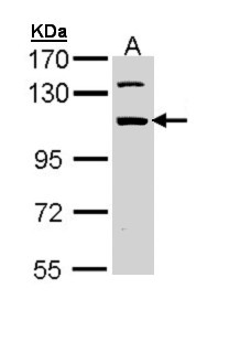 RBM28 Antibody - Sample (30 ug of whole cell lysate). A:293T. 7.5% SDS PAGE. RBM28 antibody diluted at 1:1000