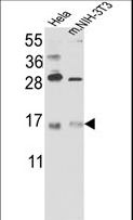 RBM3 Antibody - Western blot of RBM3 Antibody in HeLa cell line lysates and mouse NIH-3T3 tissues lysates(35 ug/lane). RBM3 (arrow) was detected using the purified antibody.