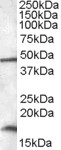 RBM3 Antibody - RBM3 antibody (0.01 ug/ml) staining of HepG2 lysate (35 ug protein/ml in RIPA buffer). Primary incubation was 1 hour. Detected by chemiluminescence.