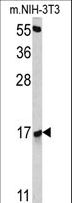 RBM3 Antibody - Western blot of RBM3 antibody in NIH-3T3 cell line lysates (35 ug/lane). RBM3 (arrow) was detected using the purified antibody.