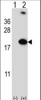 RBM3 Antibody - Western blot of RBM3 (arrow) using rabbit polyclonal RBM3 Antibody. 293 cell lysates (2 ug/lane) either nontransfected (Lane 1) or transiently transfected (Lane 2) with the RBM3 gene.
