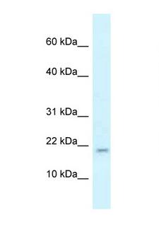 RBM3 Antibody - RBM3 antibody Western blot of Mouse Liver lysate. Antibody concentration 1 ug/ml.  This image was taken for the unconjugated form of this product. Other forms have not been tested.