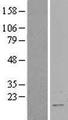 RBM3 Protein - Western validation with an anti-DDK antibody * L: Control HEK293 lysate R: Over-expression lysate