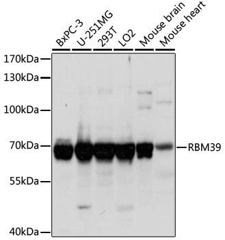 RBM39 Antibody - Western blot analysis of extracts of various cell lines using RBM39 Polyclonal Antibody at dilution of 1:1000.