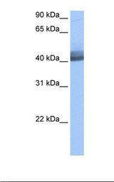 RBM4 / LARK Antibody - MCF7 cell lysate. Antibody concentration: 0.5 ug/ml. Gel concentration: 12%.  This image was taken for the unconjugated form of this product. Other forms have not been tested.