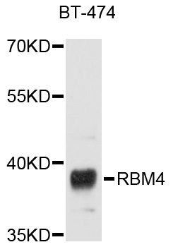 RBM4 / LARK Antibody - Western blot analysis of extracts of BT-474 cells.