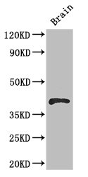 RBM4 / LARK Antibody - Positive WB detected in:Mouse brain tissue;All lanes: RBM4 antibody at 2.8ug/ml;Secondary;Goat polyclonal to rabbit IgG at 1/50000 dilution;Predicted band size: 41,21,17,20 kDa;Observed band size: 41 kDa;