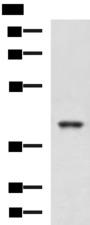 RBM4 / LARK Antibody - Western blot analysis of K562 and HepG2 cell lysates  using RBM4 Polyclonal Antibody at dilution of 1:750
