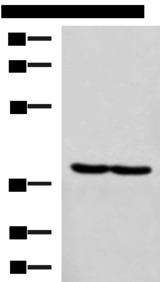 RBM4 / LARK Antibody - Western blot analysis of Hela and MCF7 cell lysates  using RBM4 Polyclonal Antibody at dilution of 1:750