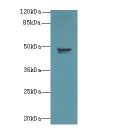 RBM41 Antibody - Western blot. All lanes: RBM41 antibody at 1.5 ug/ml+ HeLa whole cell lysate Goat polyclonal to rabbit at 1:10000 dilution. Predicted band size: 47 kDa. Observed band size: 47 kDa.
