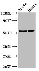 RBM45 / DRB1 Antibody - Positive Western Blot detected in Rat brain tisseu, Rat heart tissue. All lanes: RBM45 antibody at 12 µg/ml Secondary Goat polyclonal to rabbit IgG at 1/50000 dilution. Predicted band size: 54, 38 KDa. Observed band size: 54 KDa
