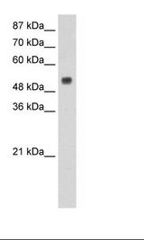 RBM45 / DRB1 Antibody - HepG2 Cell Lysate.  This image was taken for the unconjugated form of this product. Other forms have not been tested.