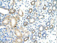 RBM46 Antibody - RBM46 antibody ARP41134_P050-NP_659416-MGC27016 (hypothetical protein MGC27016) Antibody was used in IHC to stain formalin-fixed, paraffin-embedded human kidney.  This image was taken for the unconjugated form of this product. Other forms have not been tested.