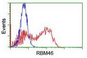 RBM46 Antibody - HEK293T cells transfected with either overexpress plasmid (Red) or empty vector control plasmid (Blue) were immunostained by anti-RBM46 antibody, and then analyzed by flow cytometry.