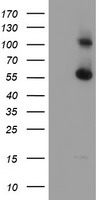 RBM46 Antibody - HEK293T cells were transfected with the pCMV6-ENTRY control (Left lane) or pCMV6-ENTRY RBM46 (Right lane) cDNA for 48 hrs and lysed. Equivalent amounts of cell lysates (5 ug per lane) were separated by SDS-PAGE and immunoblotted with anti-RBM46.