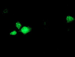 RBM46 Antibody - Anti-RBM46 mouse monoclonal antibody immunofluorescent staining of COS7 cells transiently transfected by pCMV6-ENTRY RBM46.