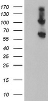 RBM46 Antibody - HEK293T cells were transfected with the pCMV6-ENTRY control (Left lane) or pCMV6-ENTRY RBM46 (Right lane) cDNA for 48 hrs and lysed. Equivalent amounts of cell lysates (5 ug per lane) were separated by SDS-PAGE and immunoblotted with anti-RBM46.