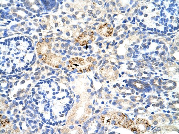 RBM4B Antibody - RBM4B antibody ARP41039_T100-NP_113680-RBM4B (RNA binding motif protein 4B) Antibody was used in IHC to stain formalin-fixed, paraffin-embedded human kidney.  This image was taken for the unconjugated form of this product. Other forms have not been tested.