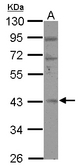 RBM4B Antibody - Sample (30 ug of whole cell lysate) A: 293T 10% SDS PAGE RBM4B antibody diluted at 1:500