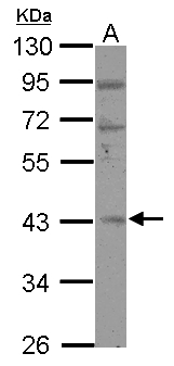 RBM4B Antibody - Sample (30 ug of whole cell lysate) A: 293T 10% SDS PAGE RBM4B antibody diluted at 1:500