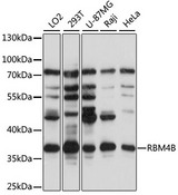 RBM4B Antibody - Western blot analysis of extracts of various cell lines, using RBM4B antibody at 1:1000 dilution. The secondary antibody used was an HRP Goat Anti-Rabbit IgG (H+L) at 1:10000 dilution. Lysates were loaded 25ug per lane and 3% nonfat dry milk in TBST was used for blocking. An ECL Kit was used for detection and the exposure time was 60s.