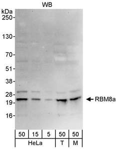 RBM8A / Y14 Antibody - Detection of Human and Mouse RBM8a by Western Blot. Samples: Whole cell lysate from HeLa (5, 15 and 50 ug), 293T (T; 50 ug), and mouse NIH3T3 (M; 50 ug) cells. Antibody: Affinity purified rabbit anti-RBM8a antibody used for WB at 0.04 ug/ml. Detection: Chemiluminescence with an exposure time of 30 seconds.