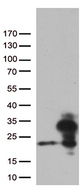 RBM8A / Y14 Antibody - HEK293T cells were transfected with the pCMV6-ENTRY control. (Left lane) or pCMV6-ENTRY RBM8A. (Right lane) cDNA for 48 hrs and lysed