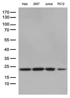 RBM8A / Y14 Antibody - Western blot analysis of extracts. (35ug) from 4 cell lines lysates by using anti-RBM8A monoclonal antibody. (1:250)