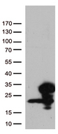 RBM8A / Y14 Antibody - HEK293T cells were transfected with the pCMV6-ENTRY control. (Left lane) or pCMV6-ENTRY RBM8A. (Right lane) cDNA for 48 hrs and lysed. Equivalent amounts of cell lysates. (5 ug per lane) were separated by SDS-PAGE and immunoblotted with anti-RBM8A. (1:500)