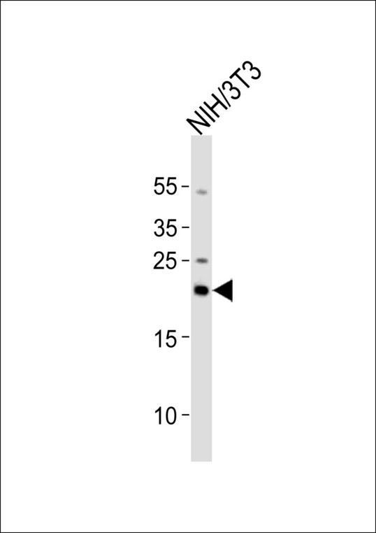 RBM8A / Y14 Antibody - Western blot of lysate from mouse NIH/3T3 cell line with RBM8A Antibody. Antibody was diluted at 1:1000. A goat anti-rabbit IgG H&L (HRP) at 1:5000 dilution was used as the secondary antibody. Lysate at 35 ug.
