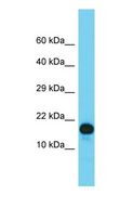 RBM8A / Y14 Antibody - Western blot of Rbm8a Antibody - N-terminal region in Rat Stomach cells lysate.  This image was taken for the unconjugated form of this product. Other forms have not been tested.