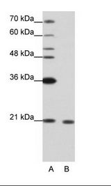 RBM8A / Y14 Antibody - A: Marker, B: Jurkat Cell Lysate.  This image was taken for the unconjugated form of this product. Other forms have not been tested.
