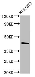 RBMS1 Antibody - Positive Western Blot detected in NIH/3T3 whole cell lysate. All lanes: RBMS1 antibody at 3.6 µg/ml Secondary Goat polyclonal to rabbit IgG at 1/50000 dilution. Predicted band size: 45, 5 KDa. Observed band size: 45 KDa