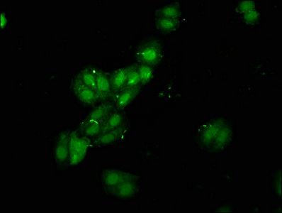 RBMS1 Antibody - Immunofluorescence staining of HepG2 cells with RBMS1 Antibody at 1:120, counter-stained with DAPI. The cells were fixed in 4% formaldehyde, permeabilized using 0.2% Triton X-100 and blocked in 10% normal Goat Serum. The cells were then incubated with the antibody overnight at 4°C. The secondary antibody was Alexa Fluor 488-congugated AffiniPure Goat Anti-Rabbit IgG(H+L).