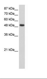 RBMS1 Antibody - HepG2 Cell Lysate.  This image was taken for the unconjugated form of this product. Other forms have not been tested.