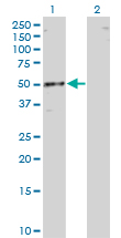 RBMS1 Antibody - Western Blot analysis of RBMS1 expression in transfected 293T cell line by RBMS1 monoclonal antibody (M01), clone 3F2-2G9.Lane 1: RBMS1 transfected lysate (Predicted MW: 44.5 KDa).Lane 2: Non-transfected lysate.