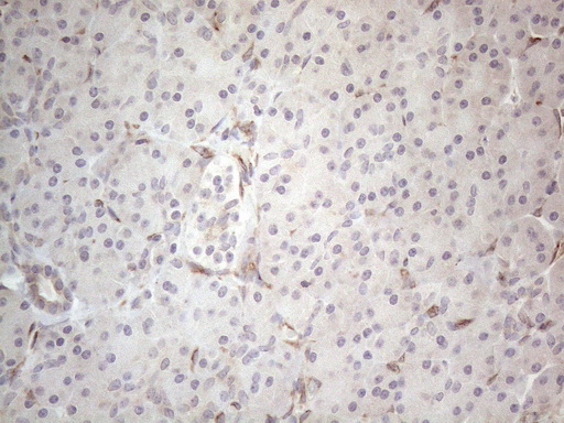RBMS1 Antibody - Immunohistochemical staining of paraffin-embedded Human pancreas tissue within the normal limits using anti-RBMS1 mouse monoclonal antibody. (Heat-induced epitope retrieval by 1mM EDTA in 10mM Tris buffer. (pH8.5) at 120°C for 3 min. (1:150)