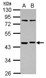 RBMS1 Antibody - Sample (30 ug of whole cell lysate) A: Raji B: K562 10% SDS PAGE RBMS1 antibody diluted at 1:1000