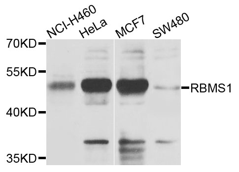 RBMS1 Antibody - Western blot analysis of extracts of various cells.