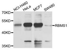RBMS1 Antibody - Western blot analysis of extracts of various cells.